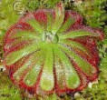 /album/fotogaleria-drosera/images-7-jpg/